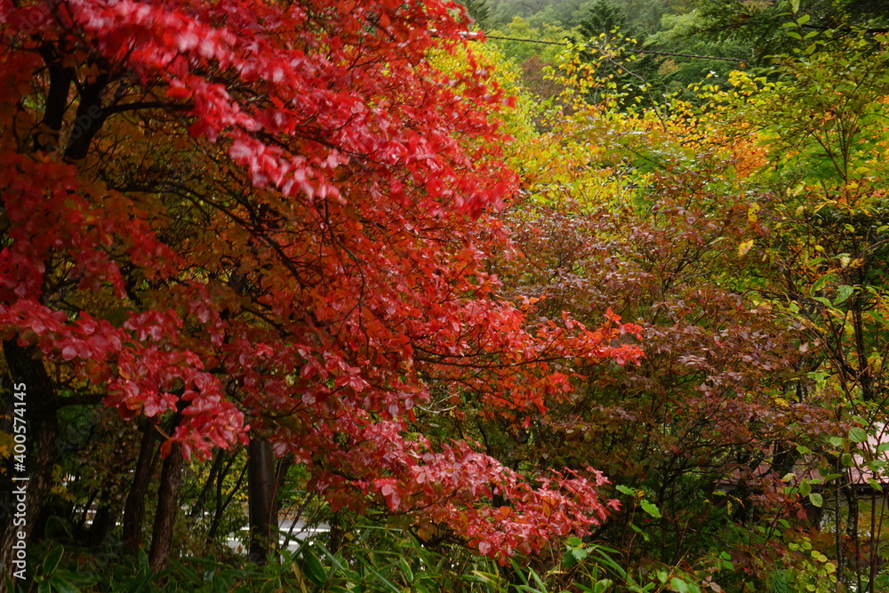Red maple leaves at Ryuzu Waterfall (Ryuzu no taki) in Nikko, Tochigi prefecture, Japan - 赤いもみじ 竜頭ノ滝 栃木県 日光市 Red maple leaves at Ryuzu Waterfall (Ryuzu no taki) in Nikko, Tochigi prefecture, Japan - 赤いもみじ 竜頭ノ滝 栃木県 日光市