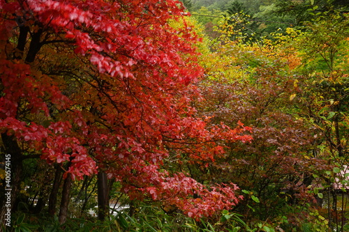 Red maple leaves at Ryuzu Waterfall (Ryuzu no taki) in Nikko, Tochigi prefecture, Japan - 赤いもみじ 竜頭ノ滝 栃木県 日光市