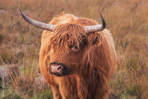 a long-haired scottish highlander