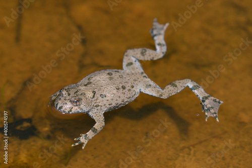 Yellow-bellied toad // Gelbbauchunke (Bombina variegata) photo