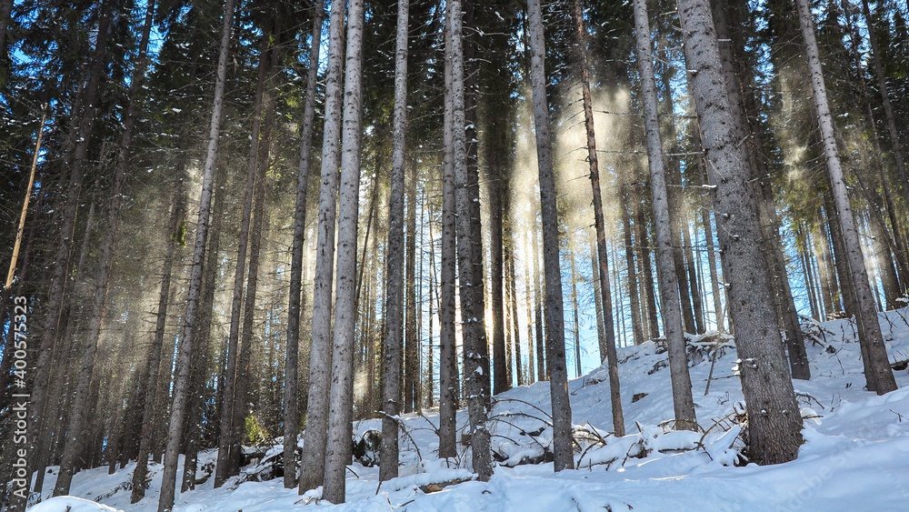 Sun rays reflecting through powder snow creating a light effect in the spruce tree forests of Lotru Mountains. Sunny winter day, Carpathia, Romania. Sun rays reflecting through powder snow creating a light effect in the spruce tree forests of Lotru Mountains. Sunny winter day, Carpathia, Romania.