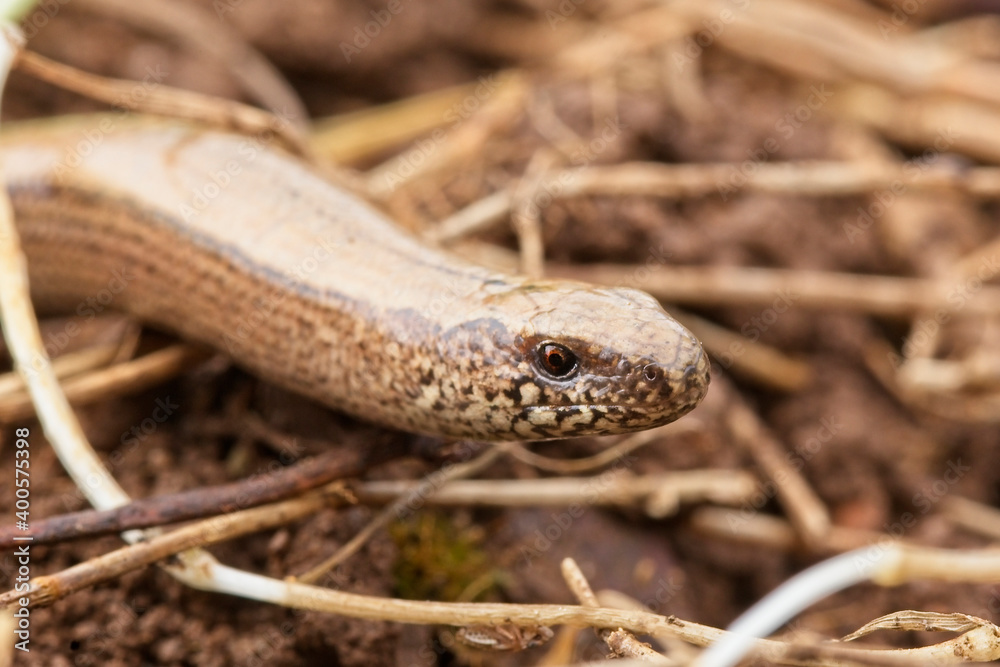 A Slow Worm (Slowworm or blindworm, Anguis fragilis), Penzance, Cornwall, England, UK. A Slow Worm (Slowworm or blindworm, Anguis fragilis), Penzance, Cornwall, England, UK.