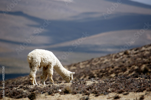 Tableau sur toile Alpaca (Vicugna pacos) Grazing in the Highlands of Peru.