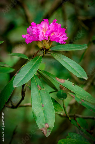 Pink flower of rhododendron