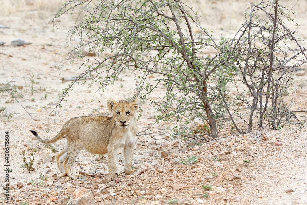 Fototapeta premium Lion Cub Looking into the Camera. Kruger Park, South Africa