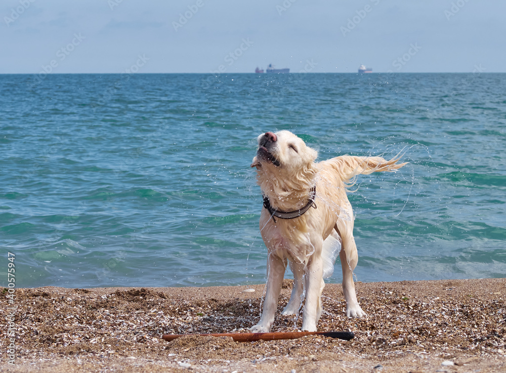 White golden labrador retriever dog on the beach White golden labrador retriever dog on the beach