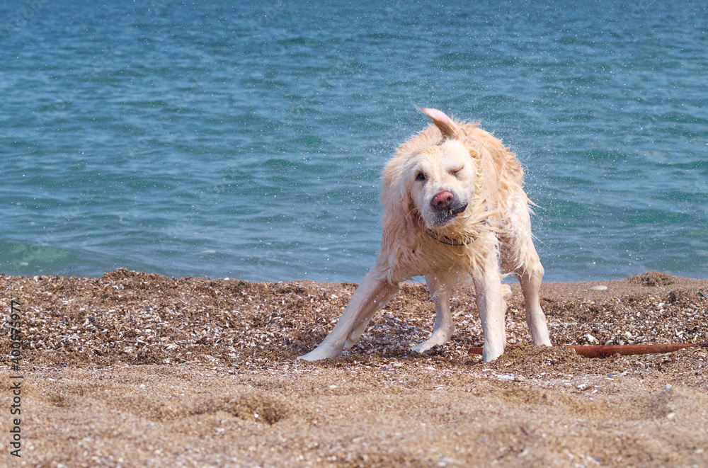 White golden labrador retriever dog on the beach White golden labrador retriever dog on the beach