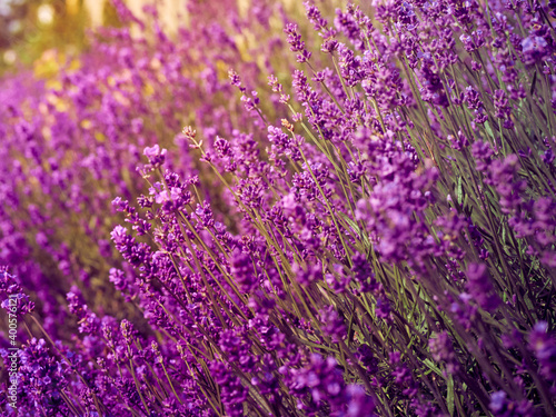 Lavender flowers in flower garden.
