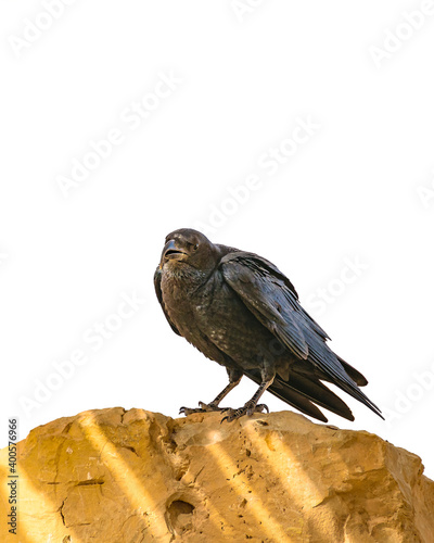 Black Crow Standing at Rock Isolated