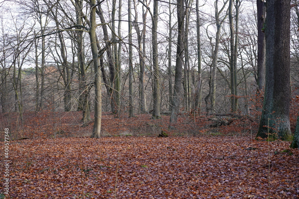 Winterliche Parklandschaft mit kahlen Bäumen und braunem Laubboden Winterliche Parklandschaft mit kahlen Bäumen und braunem Laubboden