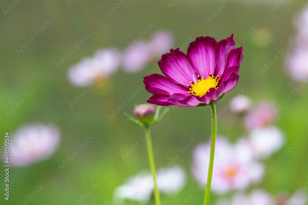 Beautiful natural colorful flowers in the garden,select focus. Beautiful natural colorful flowers in the garden,select focus.