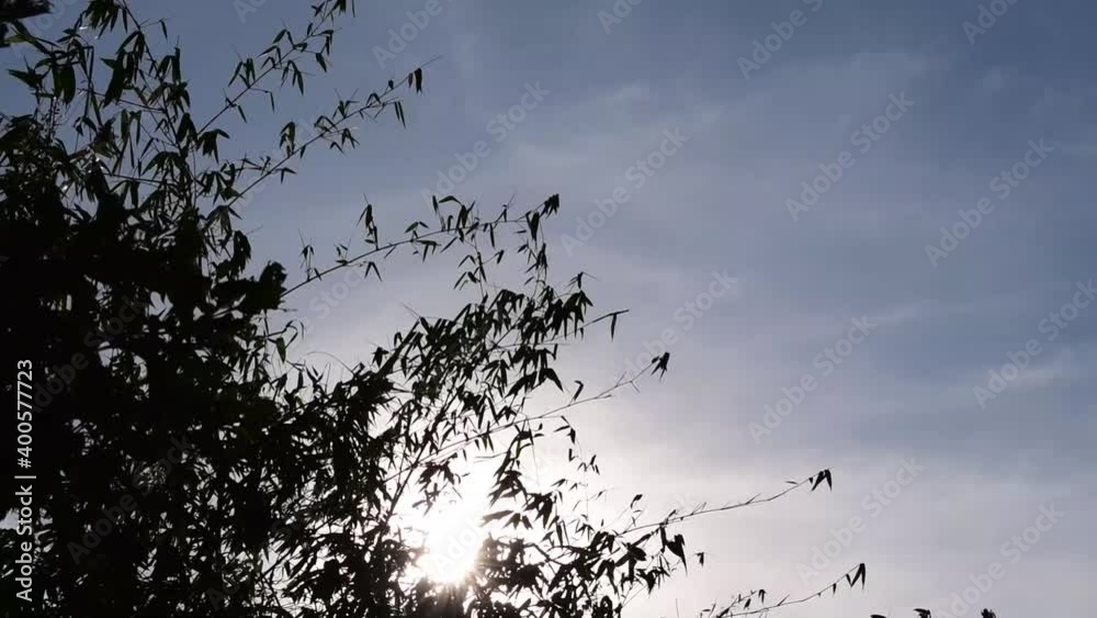 Silhouette of dark leaves of bamboo country Swaying along the wind with gold light sun for background. Create a sad and scary feeling. Silhouette of dark leaves of bamboo country Swaying along the wind with gold light sun for background. Create a sad and scary feeling.