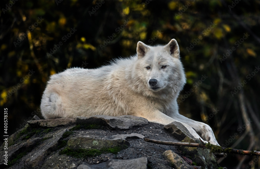 Obraz premium Arctic wolf on the rock. Latin name - Canis lupus arctos 