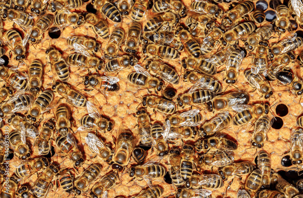 View of worker bees on the honeycomb close-up. Copy space View of worker bees on the honeycomb close-up. Copy space