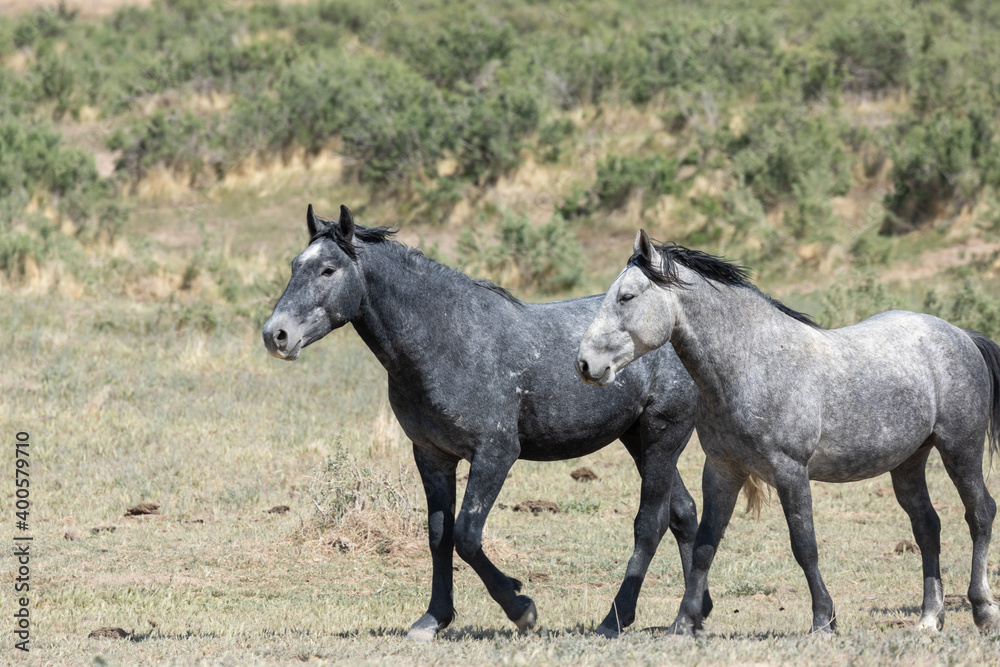 Wild Horses in Spring in the Utah Desert