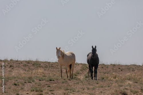 Wild Horses in Spring in the Utah Desert