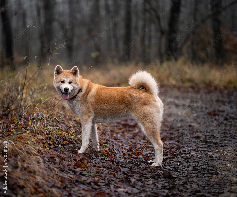Nice female akita in the forest