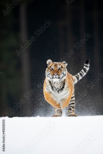young siberian/bengal tiger