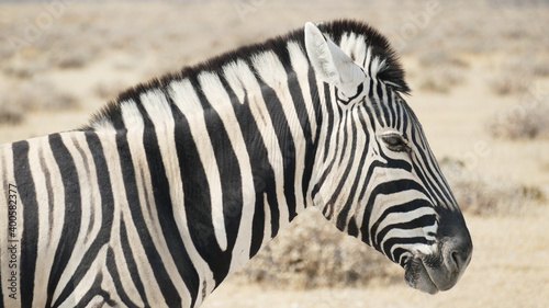 Zebra im Profil