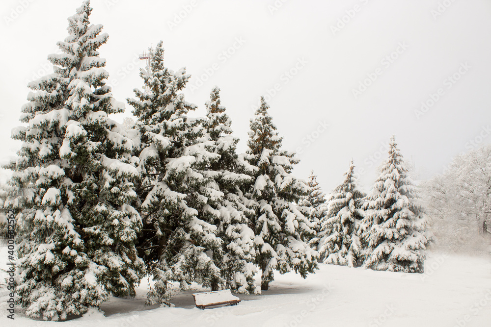 Winter landscape with snow-covered fir trees. Pines under the snow in winter