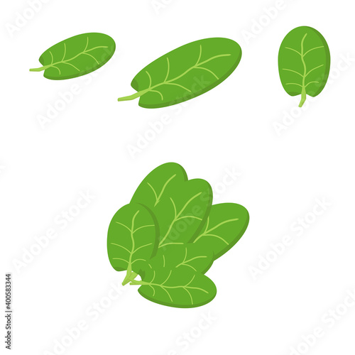 set of spinach leaves in flat style  green single leaves of different sizes and a bunch of spinach  ingredients for salad