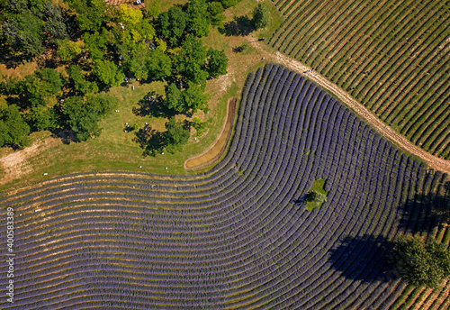 Purple lavender field in Hu...