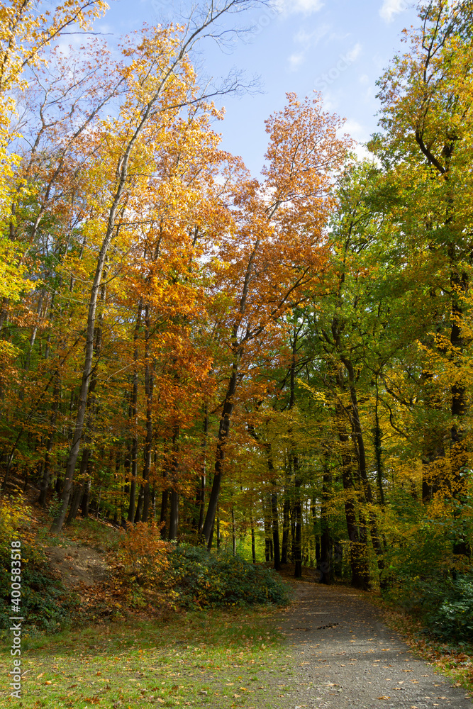 Weg durch den Herbstwald, Elsebachtal, Schwerte, Nordrhein-Westfalen, Deutschland, Europa