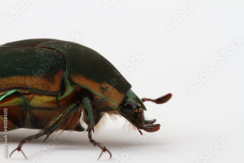 Close-up of the head of a Green June Beetle (Cotinis nitida) seen in South Carolina.   photo