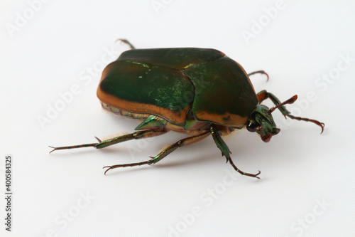 Close-up view of a Green June Beetle (Cotinis nitida) on a white background. 