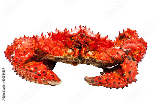red king crab on white background