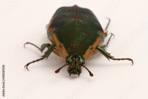 Looking at the face of a Green June Beetle (Cotinis nitida) on a white background. 