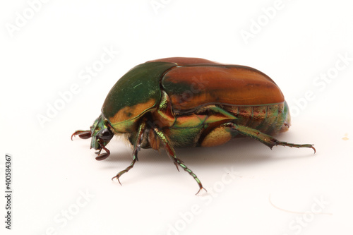Lateral view of a Green June Beetle (Cotinis nitida) with head to the left on a white background.  © Michael
