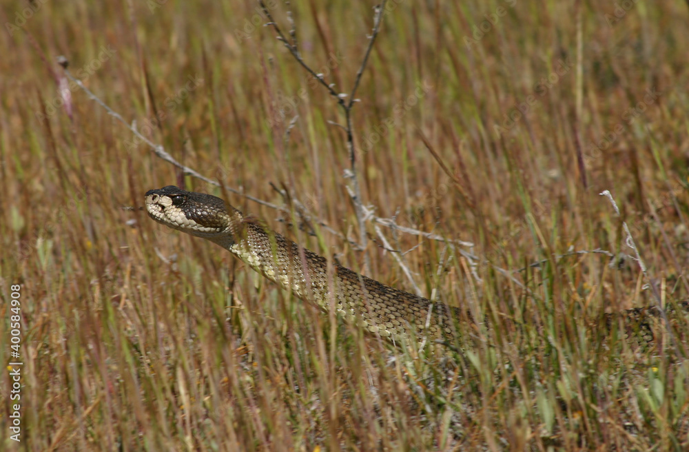A northern pacific rattlesnake (Crotalus oreganus) moving through a field of tall, dry brown grass. A northern pacific rattlesnake (Crotalus oreganus) moving through a field of tall, dry brown grass.