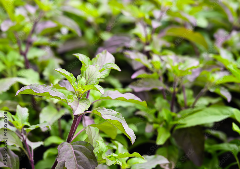 Obraz premium Thai holy basil (Ocimum basilicum) in the vegetable garden.