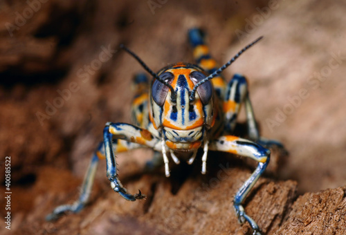 Close up of the face of a Rainbow Grasshopper (Dactylotum bicolor) on a brown log. © Michael
