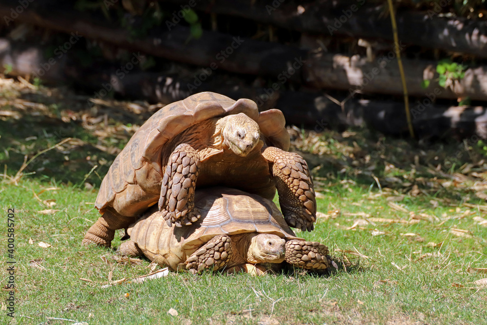 Obraz premium Accouplement des tortues géantes
