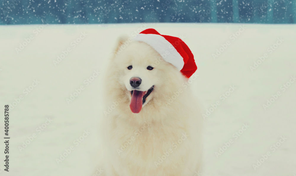Christmas portrait of happy white Samoyed dog in red santa hat sitting on snow in winter day Christmas portrait of happy white Samoyed dog in red santa hat sitting on snow in winter day