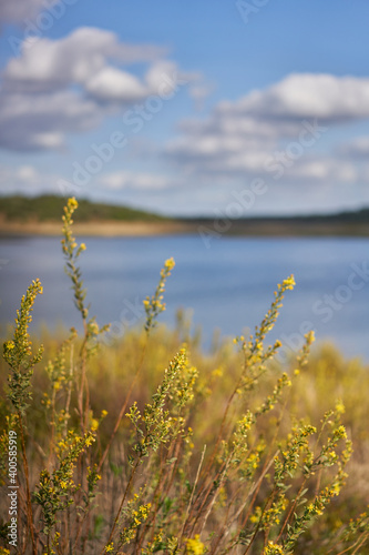 Nature landscape of Minutos Dam reservoir lake with yellow flowers on a sunny day in Alentejo, Portugal © Luis