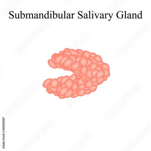 Submandibular salivary gland. The structure of the submandibular salivary gland. Vector illustration on isolated background
