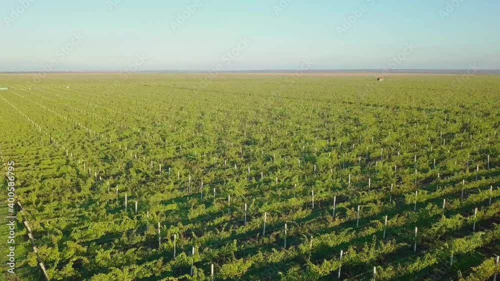 Vineyards in autumn. Beautiful drone flight over a colorful vineyard in Moldova