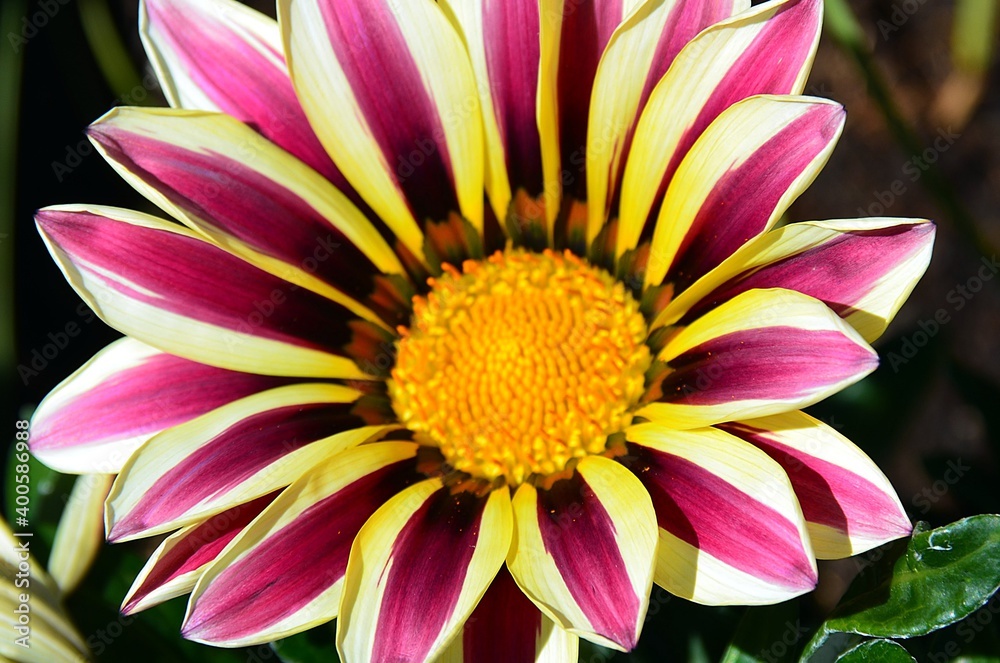 Obraz premium Flor alpina de color vivaz