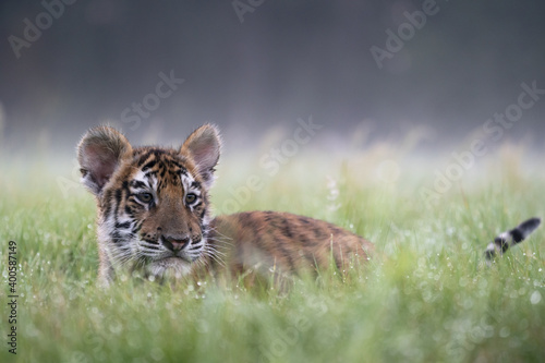young siberian/bengal tiger