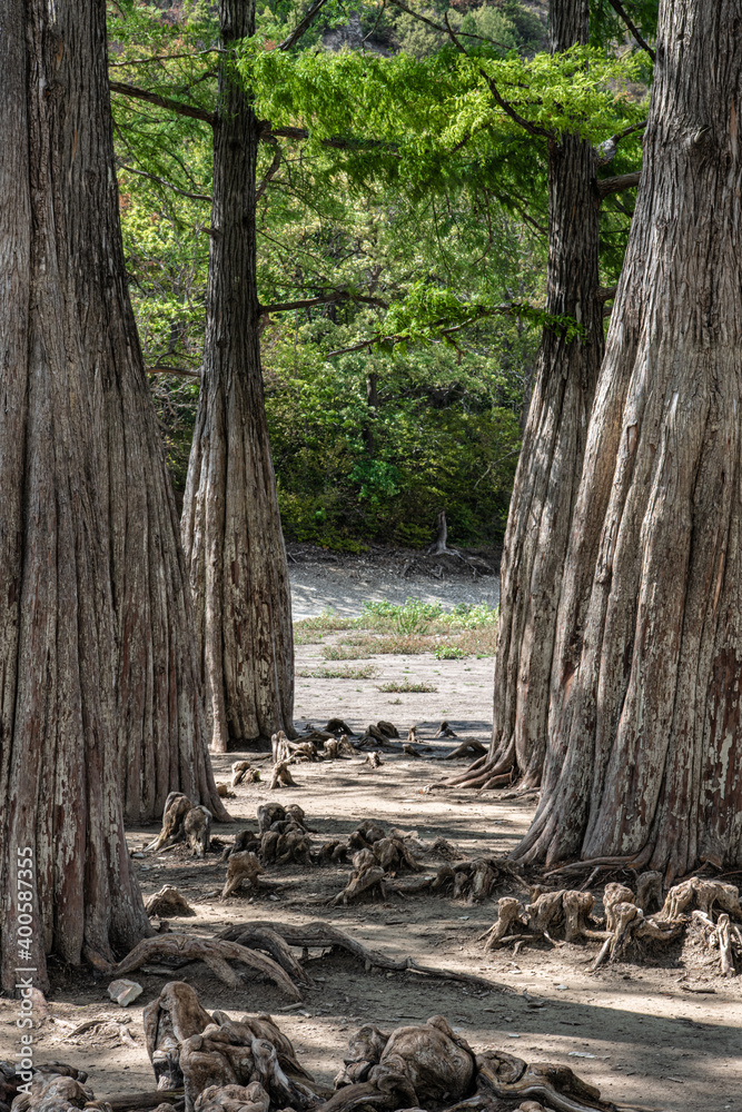 Boxwood grove on the edge of the lake Boxwood grove on the edge of the lake