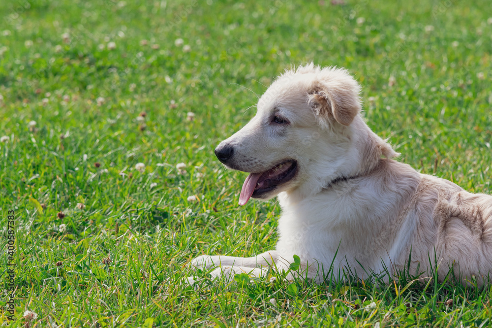 Tired happy labrador puppy lies on green grass in city park on a sunny day. The puppy is about 5 months old. Pets theme. Tired happy labrador puppy lies on green grass in city park on a sunny day. The puppy is about 5 months old. Pets theme.