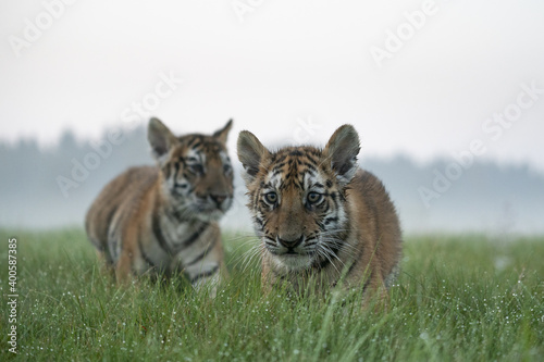 young siberian/bengal tiger