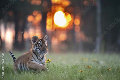 young siberian/bengal tiger