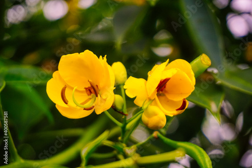 Yellow flower that you can found at mountain