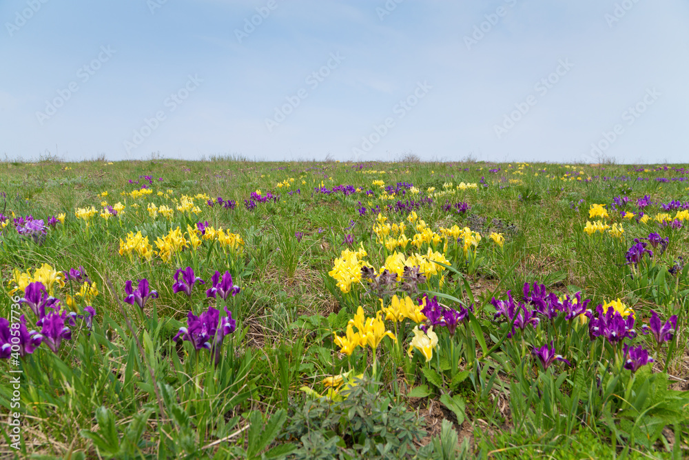 Spring meadow with purple and yellow flowers. Iris.
