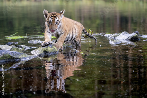 young siberian/bengal tiger