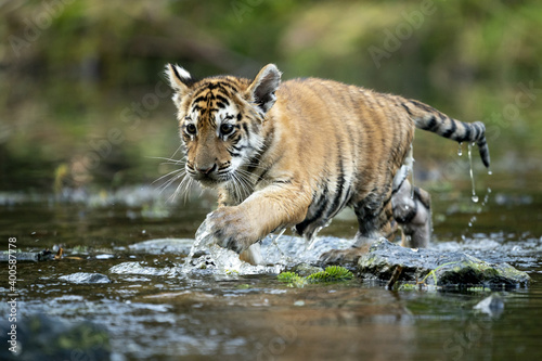 young siberian bengal tiger